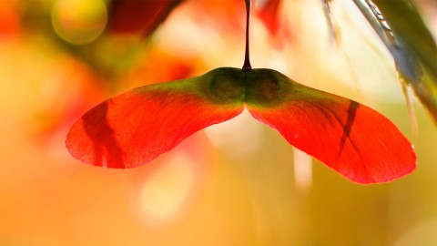 Helikopter blaadje Esdoorn